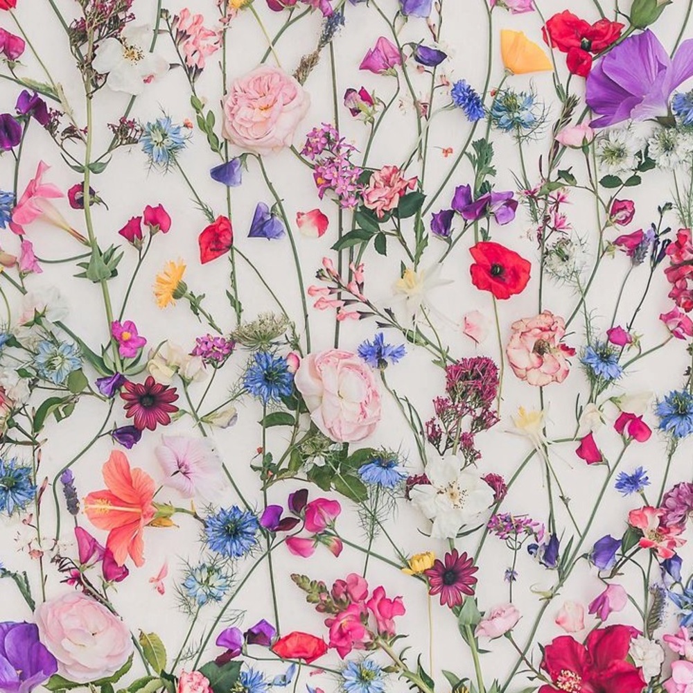 Meet your Posher, Molly